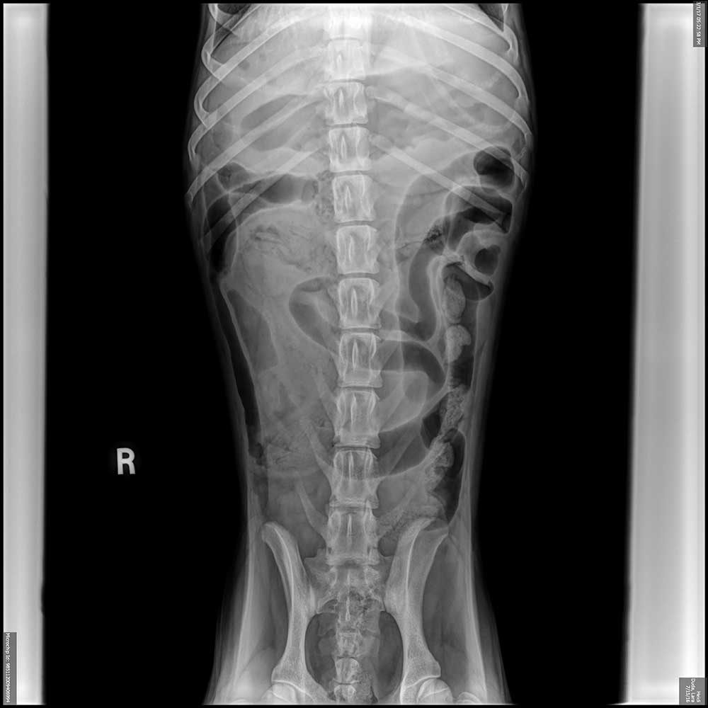 An x-ray diagnostic of a pet